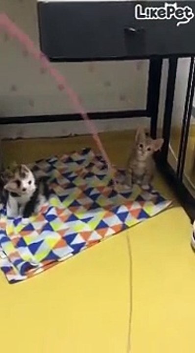 귀여운 냥이 2마리