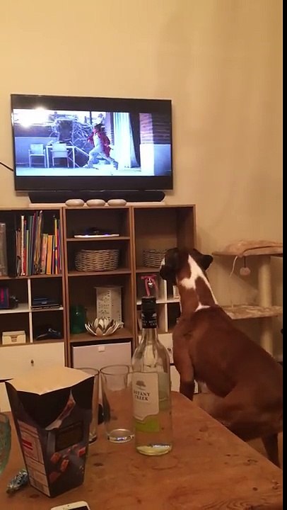 Buzz the Boxer Loving John Lewis Advert 2016