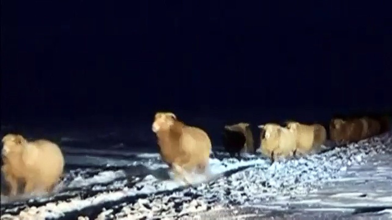 Chine : 160 000 moutons sauvés d'une tempête de neige au cours d'une spectaculaire opération