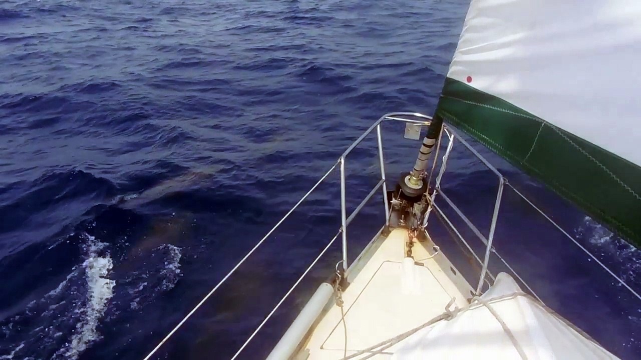 Dauphins au Venezuela 2016