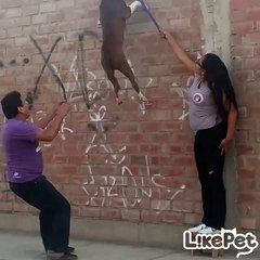 공중회전 하는 강아지!