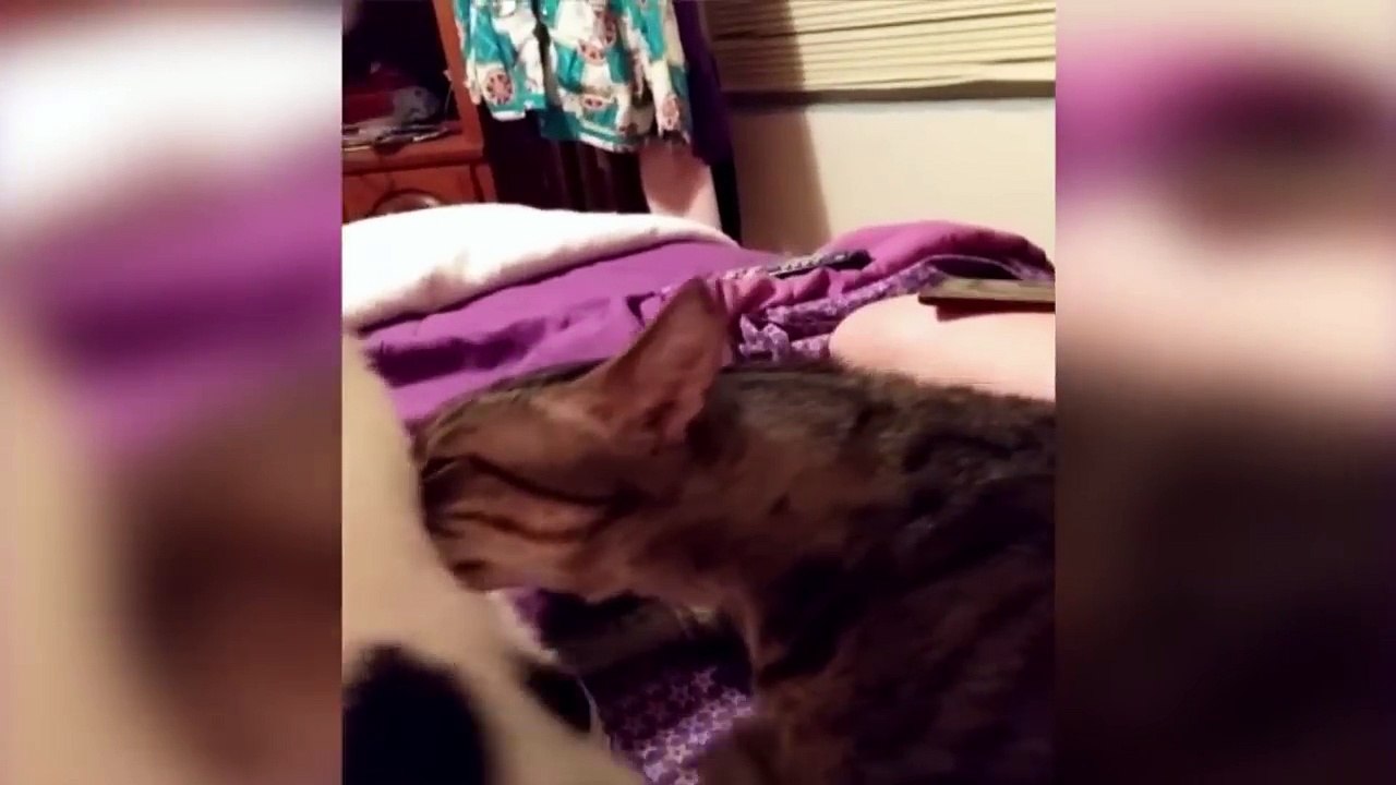 Un chat sent le pet d'un autre chat