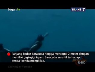 Ikan-Ikan Paling Mematikan Di Dunia - On The Spot Trans7