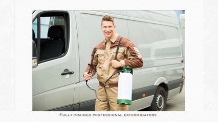 Bed Bug Exterminator Toronto