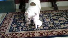 Elvis the Bulldog Puppy reads his mom the riot act