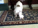 Elvis the Bulldog Puppy reads his mom the riot act