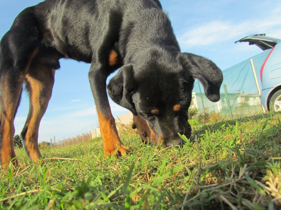 Cane erbivoro