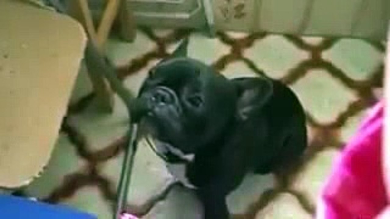 Dog with a cat voice !