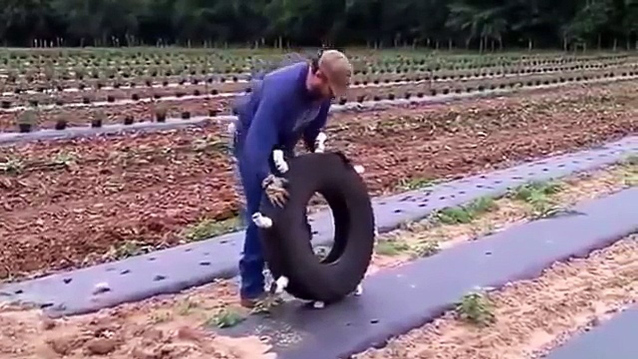 Smart Technology Modern Farming USA - Amazing Automatic milking machine, Techniques Cow Breeding P3