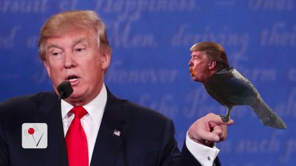 The Donald Trump Animal Look-a-Like You Can't Unsee