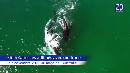 Un dauphin joue avec des baleines
