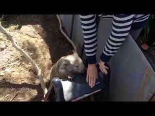Jack the Wombat Learns a New Trick