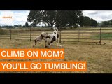 Young Horse Takes a Tumble When Climbing on Mom