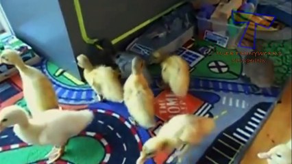 Cutest animal sounds - Funny and cute animal compilation