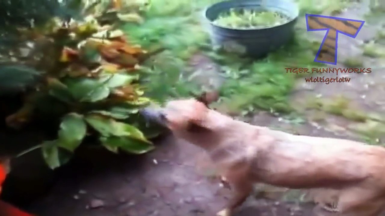 Dogs loving rain and puddles - Funny and cute dog compilation