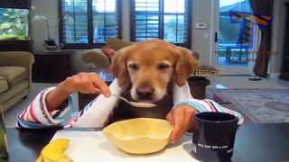 Cats and dogs eating with hands - Funny and cute animal compilation