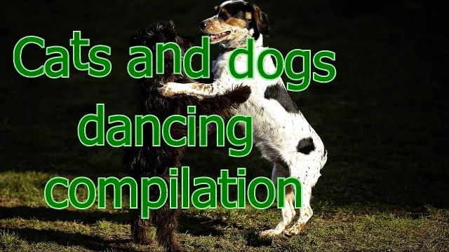 Funny dancing cats and dogs - Cute animal compilation