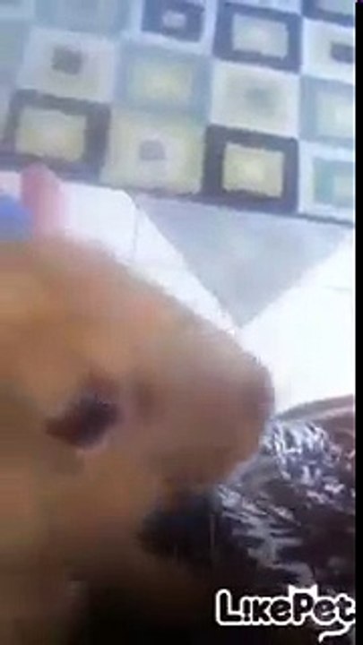 먹방 토끼❤