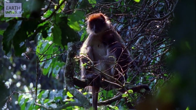 Chimp vs Colobus - Deadliest Showdowns - Earth Unplugged