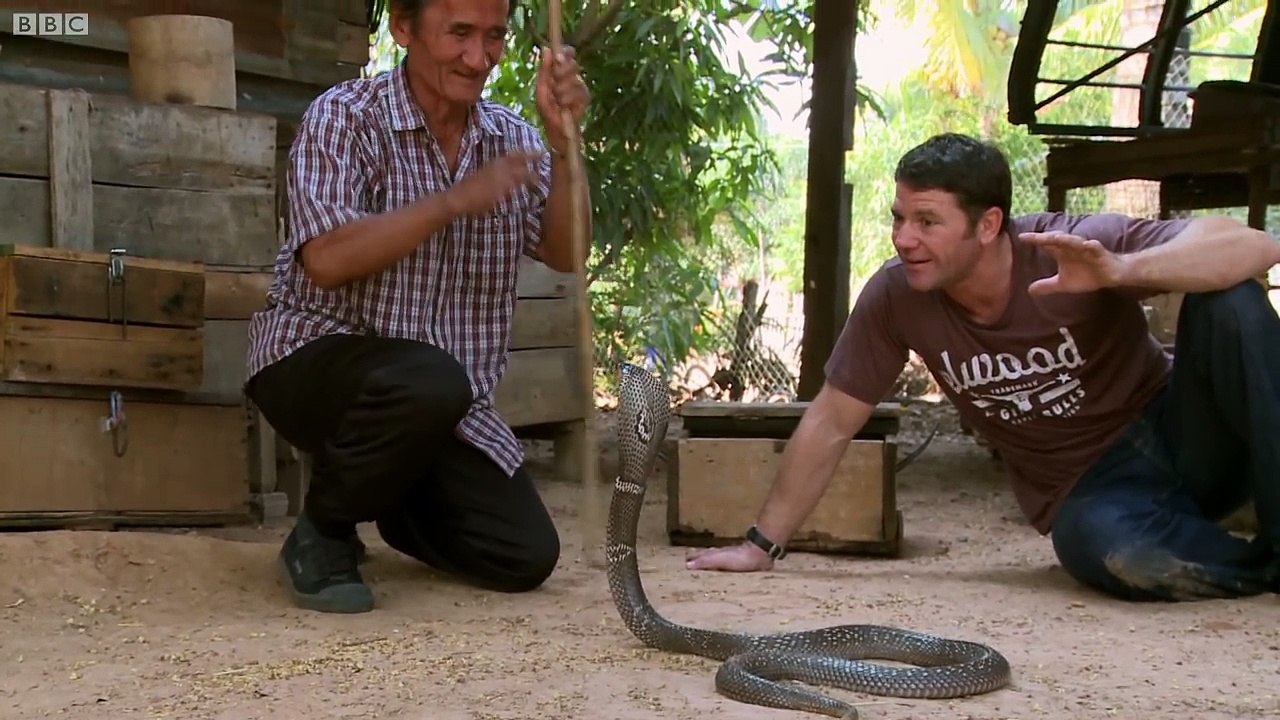 Dangerous Monocled Cobra - Deadly 60 - Series 2