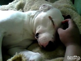 쓰담쓰담 잘자❤