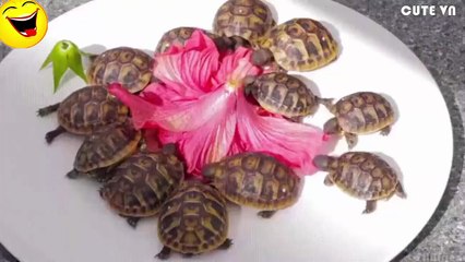 Cute Animal - Funny Animal video 2016 [SO CUTE]