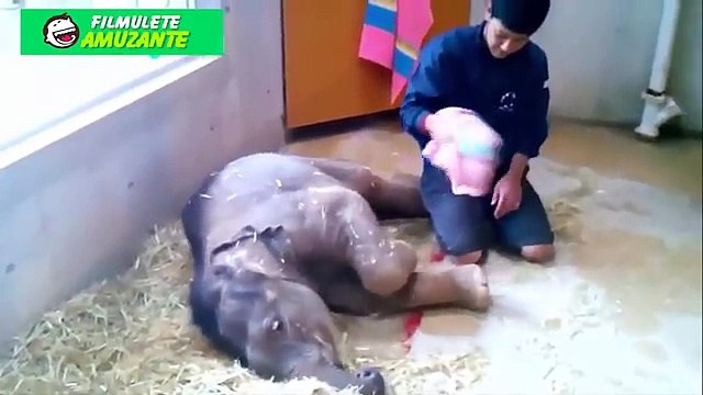 ★Best Funny Animal Videos - Cute Animals,Cats,Dogs,Monkeys. Cutest dogs