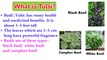 Benefits Of Tulsi _ Basil Health Benefits _ How to Be Healthy _ Health Tips In English