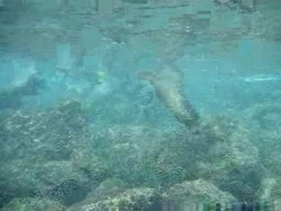 Vid_otarie