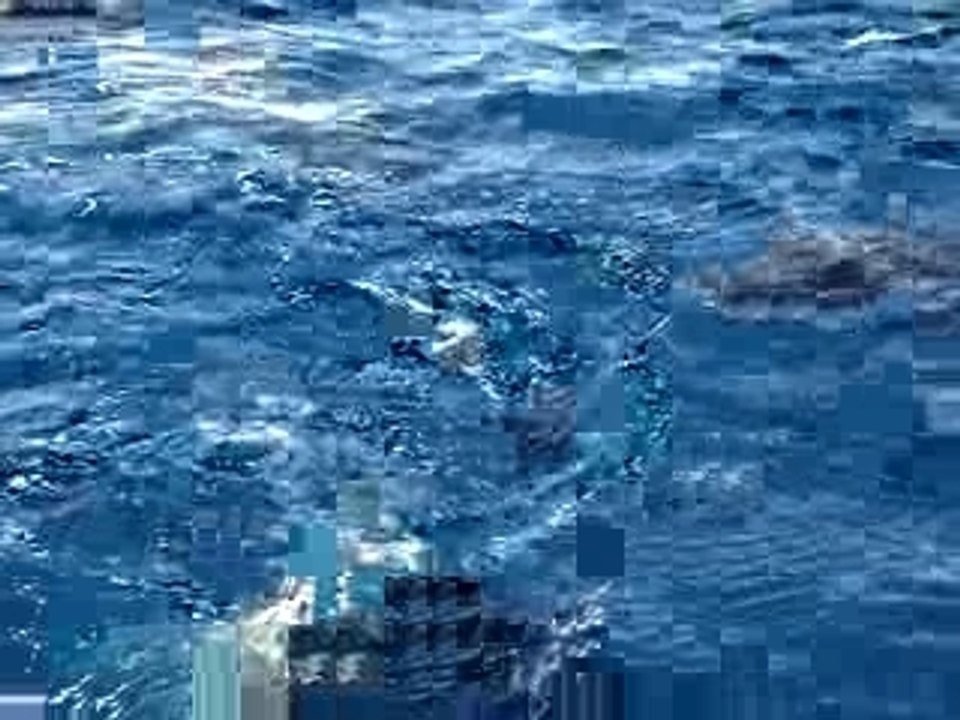 Le bal des baleines