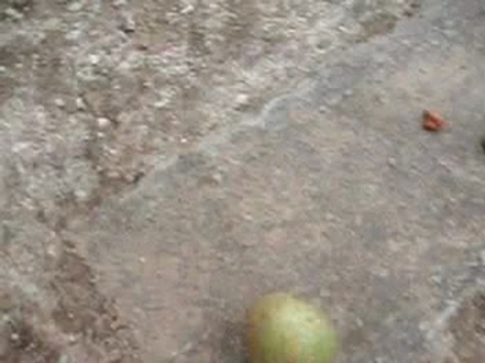 Pomme qui roule...