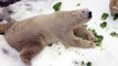 Polar Bears Play in Snow for Centennial Celebration
