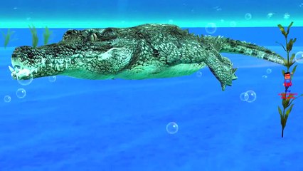 Crocodile Attacks Lion Finger Family Nursery Rhymes | 3D Cartoon Finger Family Rhymes for Kids