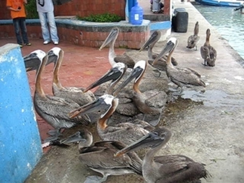 Vid_pelican