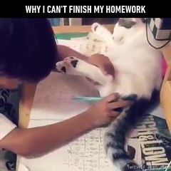 Cet enfant tente de faire ses devoirs, mais regardez bien ce que le chat est en train de faire... Ohhh, quel petit ANGE !