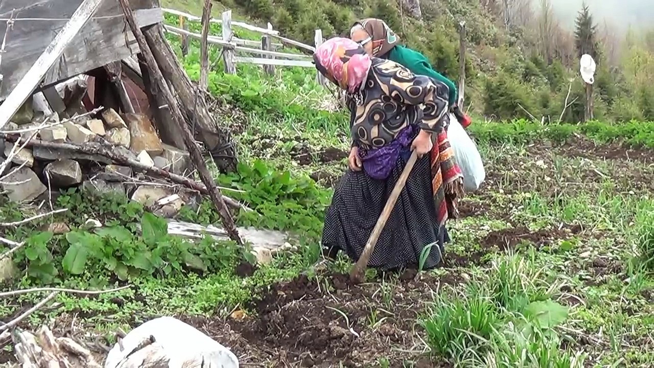 ilkbaharda taçikeri