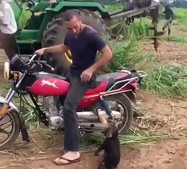 Ce singe pète un énorme caprice pour monter sur la moto