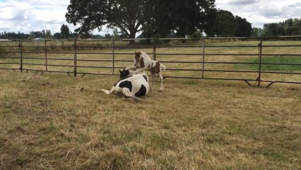 Fallait pas embeter maman, petit cheval!