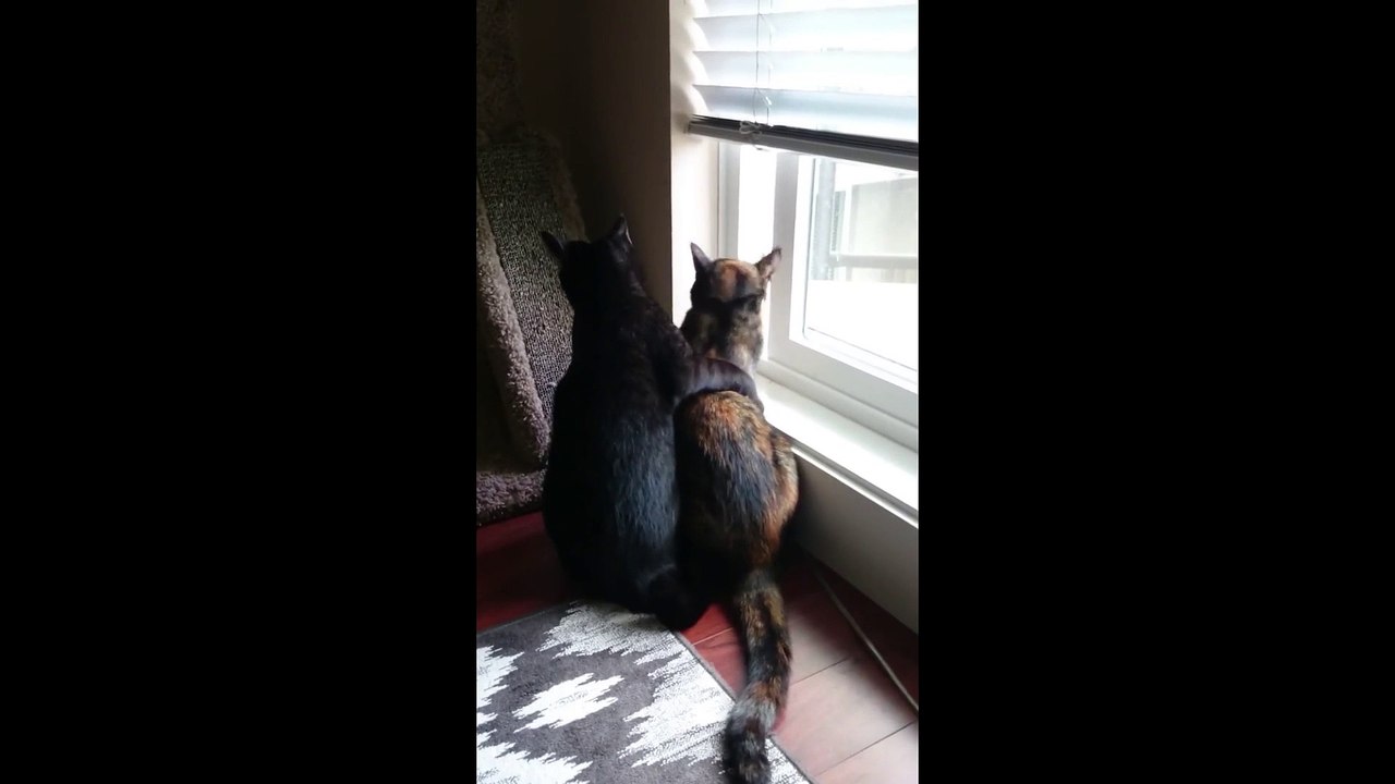 Ces chats recueillit sont devenu meilleurs potes... La preuve