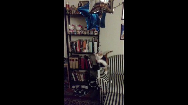 Un chat et des ballons ? Des heures de jeu en vue !!