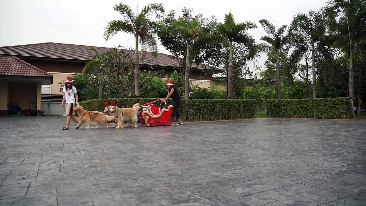 Traîneau du père Noël tiré par des chiens Golden Retriever