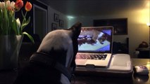 Les chiens aussi ont droit à leur petit Skype du soir en famille... Adorable!