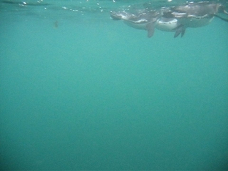 Vid_pingouin2