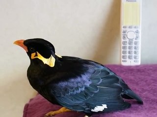 Cet oiseau parle Japonnais couramment c'est choquant !