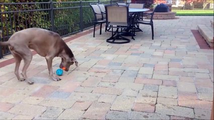 Mais quelle balle je choisi moi... Ce chien a du mal