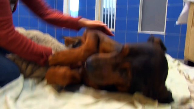 Une chienne enfermée dans sa niche depuis des années découvre la liberté