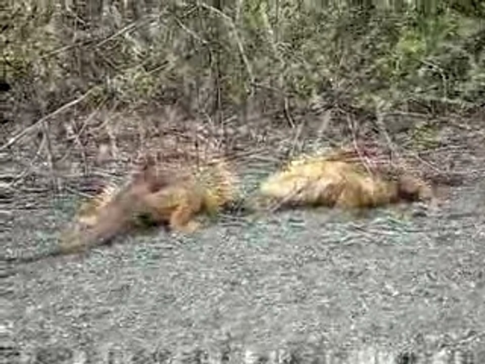 Vid_iguane2