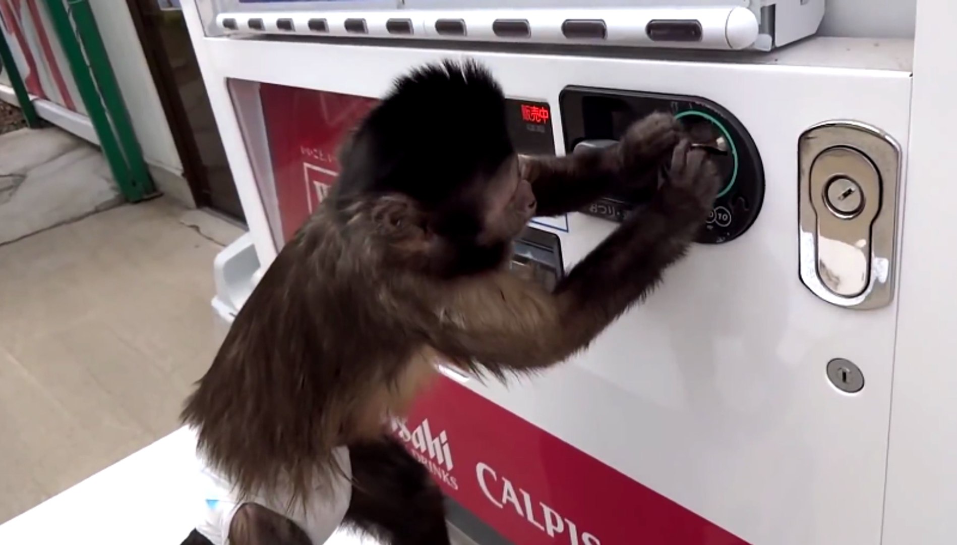 Chú khỉ thông minh nhất thế giới sử dụng máy tự động bán hàng