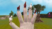Finger Family Rhymes for Children Horse Cartoons | Finger Family Children Nursery Rhymes