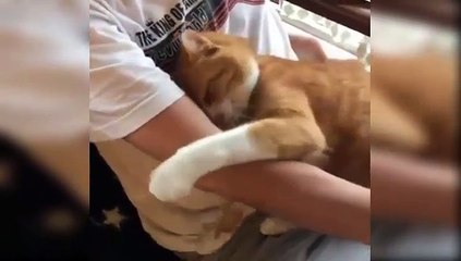 I want to sleep. Let me hug you - Sweet Cat